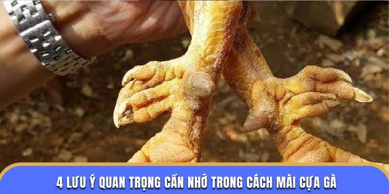4 Lưu ý quan trọng cần nhớ trong cách mài cựa gà