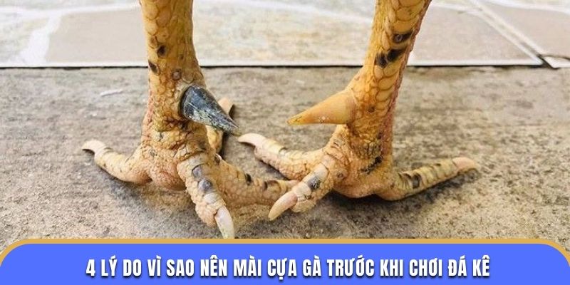 4 lý do vì sao nên mài cựa gà trước khi chơi đá kê
