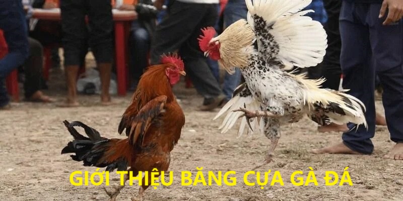 Giới thiệu về băng cựa gà đá bạn cần nắm