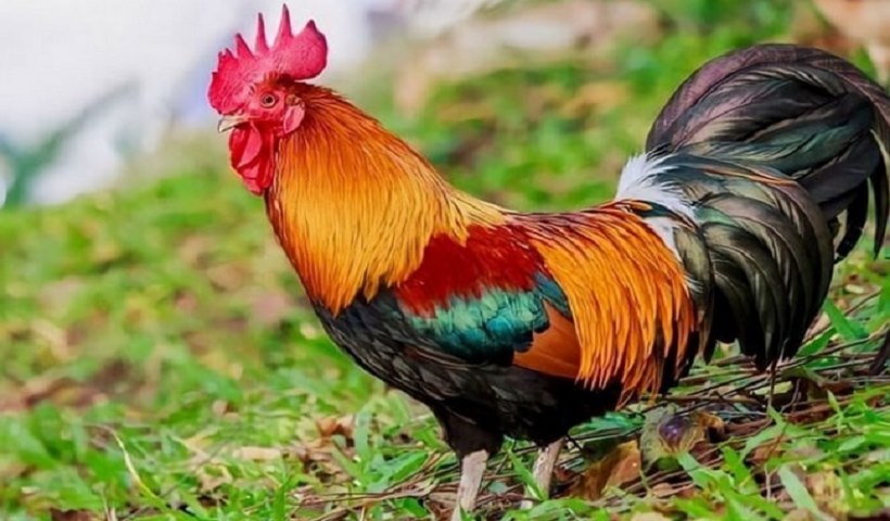 Giống điều nên chọn ngày nào may mắn?