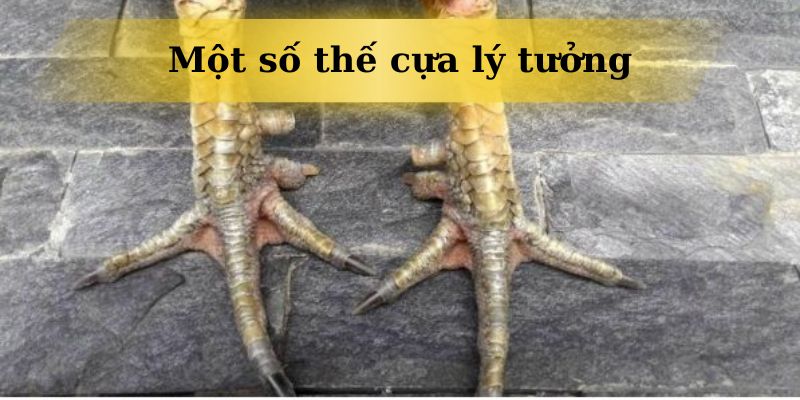 Những loại vảy xấu cần tránh khi chọn gà chọi