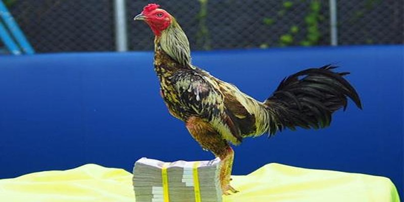 Một số thần kê huyền thoại nổi tiéng ở Việt Nam và cả Đông Nam Á