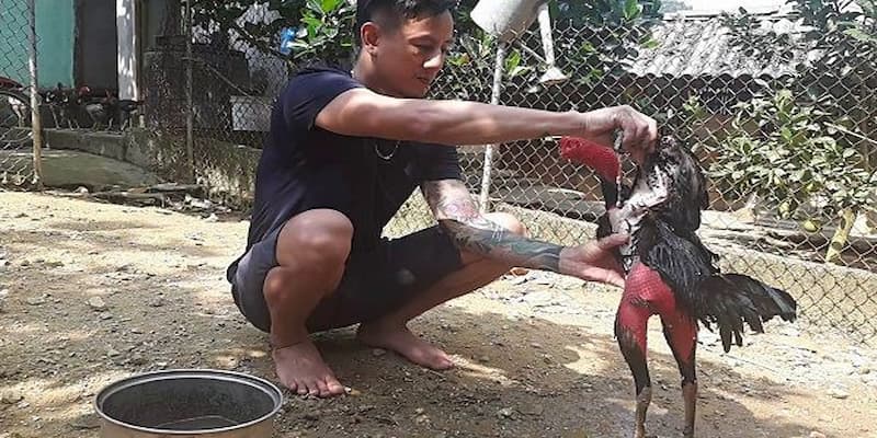 Các bước om bóp cho chiến kê đúng cách
