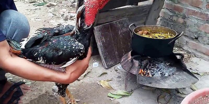 Giới thiệu sơ lược về phương pháp om bóp cho chiến kê