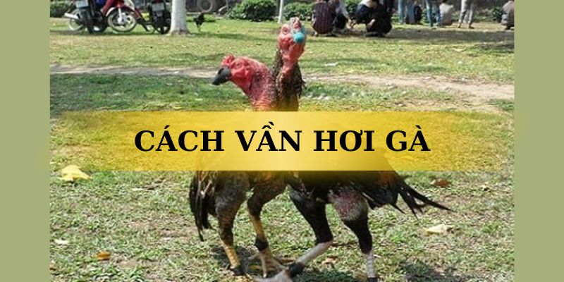 Các phương pháp vần hơi gà đảm bảo hiệu quả hiệu quả