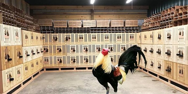 Bộ lông dày đẹp đòi hỏi Cách chăm sóc lông gà chọi tỉ mỉ và cầu kỳ