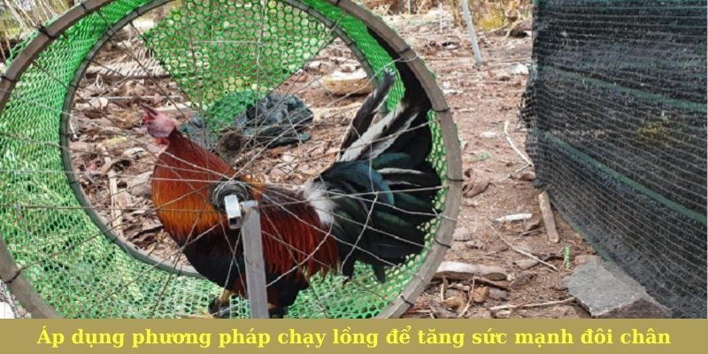 cach-luyen-the-luc-ga-choi-phuong-phap-nhoi-ga