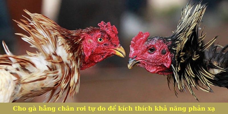 Cho gà hẫng chân rơi tự do để kích thích khả năng phản xạ