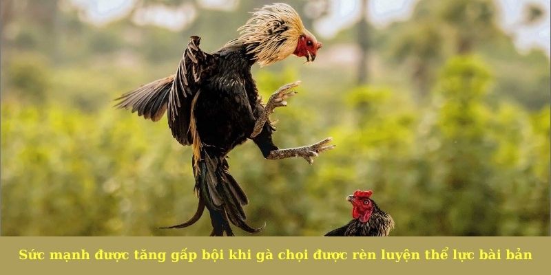Sức mạnh được tăng gấp bội khi gà chọi được rèn luyện thể lực bài bản