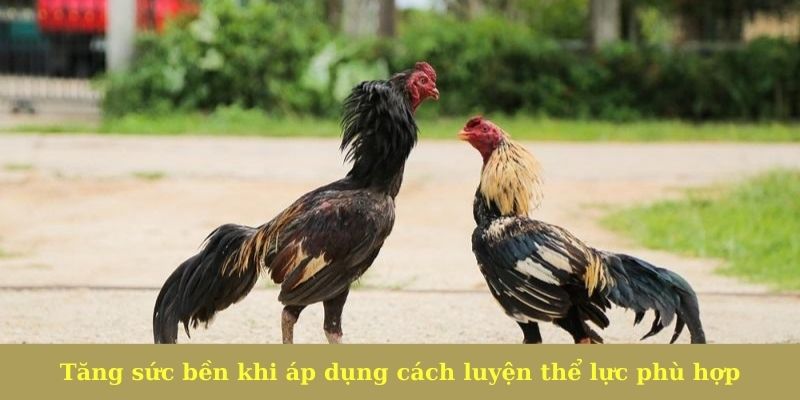 Tăng sức bền khi áp dụng cách luyện thể lực cho gà chọi phù hợp
