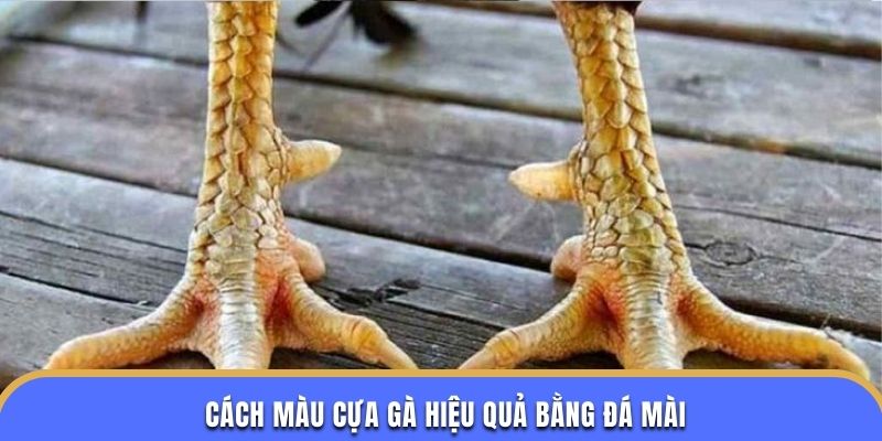 Áp dụng phương pháp hay trong cách màu cựa gà