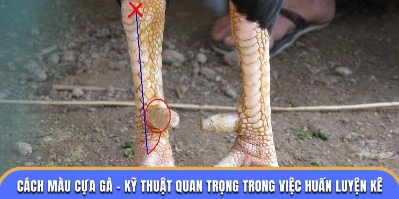 Kiểm tra độ sắc của cựa sau khi mài