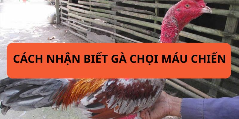 Máu chiến là tố chất phản ánh bản năng chiến đấu của gà