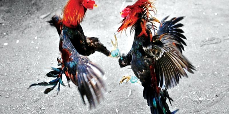 Cho gà tắm nắng sớm