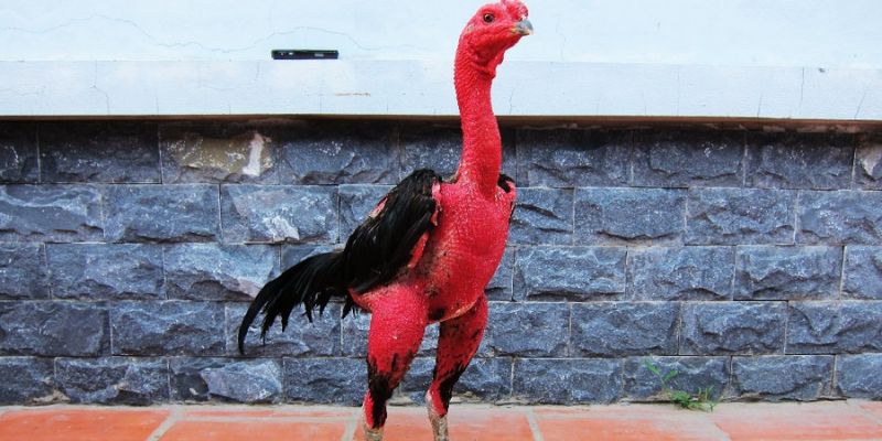 Cách nuôi gà chọi chiến - Chế độ chăm sóc chuẩn xác