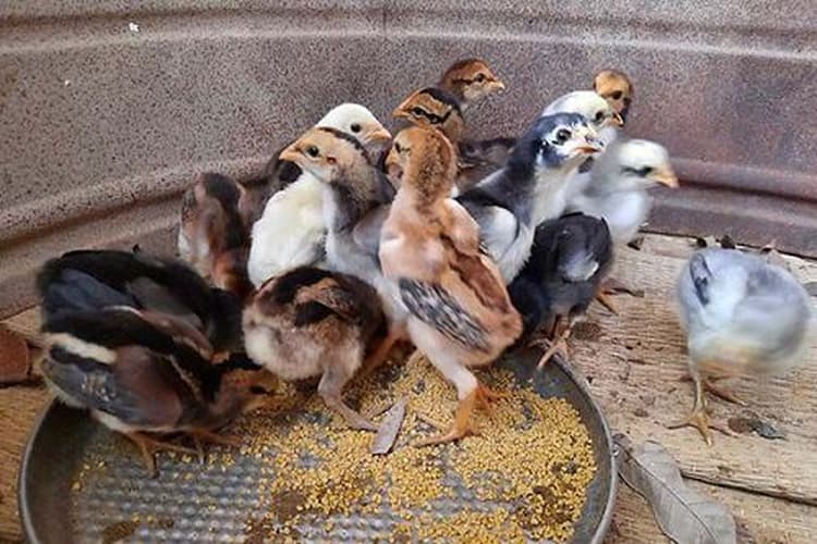 Cách Nuôi Gà Chọi Mới Nở: Người nuôi dưỡng cần xây dựng chế độ dinh dưỡng hợp lý