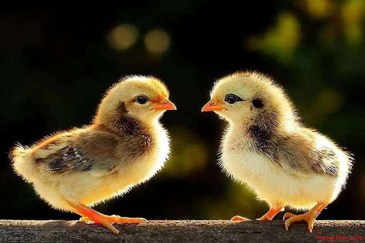 Sư kê cần làm theo quá trình tiêm vaccine đầy đủ để chú gà phát triển mạnh khỏe trong Cách Nuôi Gà Chọi Mới Nở