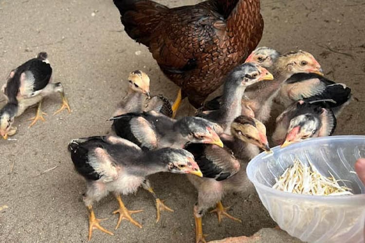 Cách ép cần cho gà chọi bằng khẩu phần