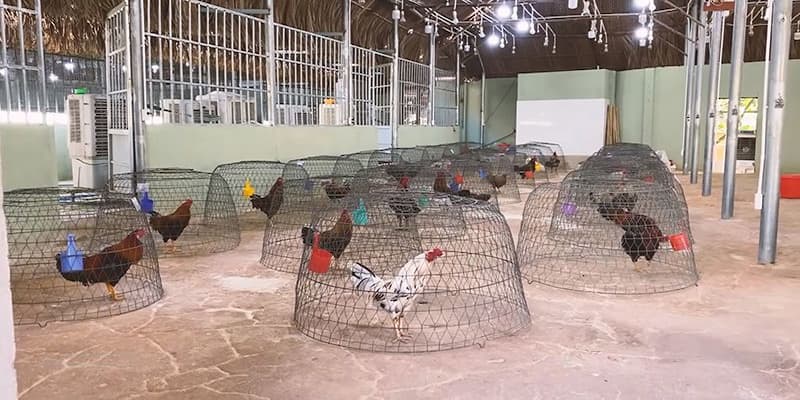 Chế độ chăm sóc gà hiệu quả