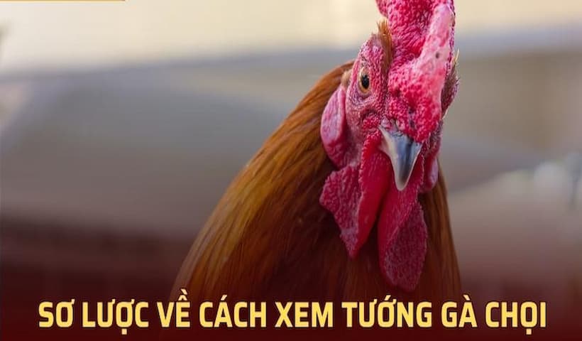 Các cách xem tướng gà chuẩn cho người mới