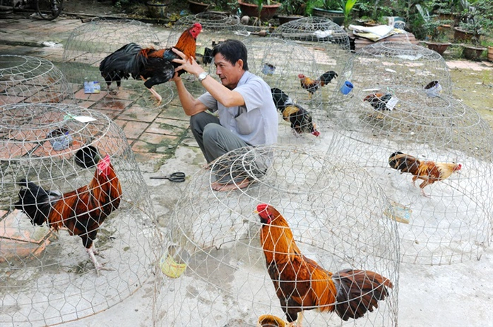Nuôi Dưỡng Và Chăm Sóc Chiến kê tía thằn lằn Tại Nhà