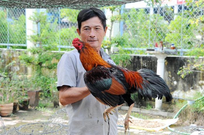 Môi Trường Sống Và Vai Trò Sinh Thái Của “Chiến kê tía thằn lằn”