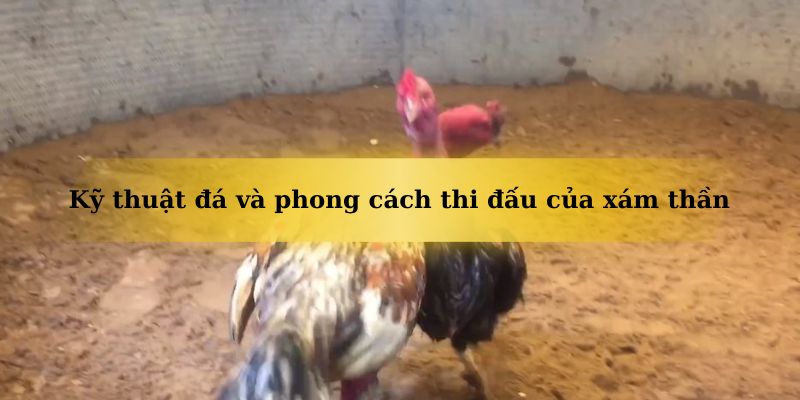 Chiến kê xám thần sở hữu phong cách thi đấu sắc sảo