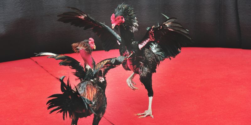 Quy định tham gia của bộ môn này.