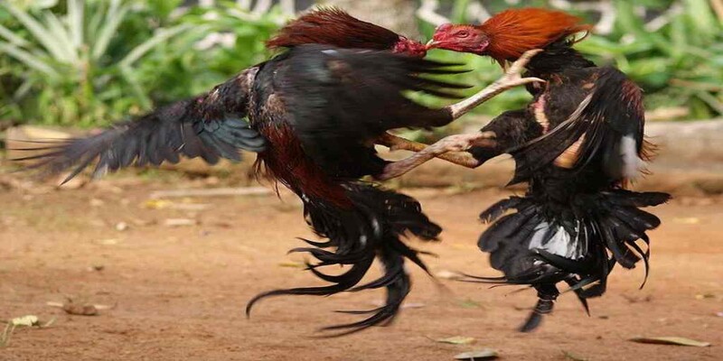Đá gà đòn được xem là màn trình diễn kỹ năng giữa các chiến kê