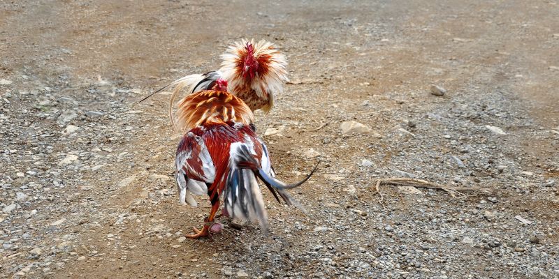 Đá gà thomo đôi nét khái quát qua về bộ môn siêu thú vị.