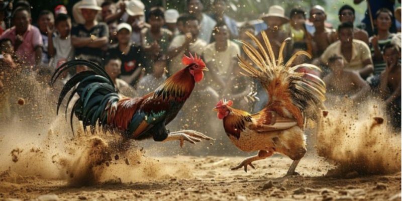 Cách chơi chọi kê đơn giản mà bạn nên biết