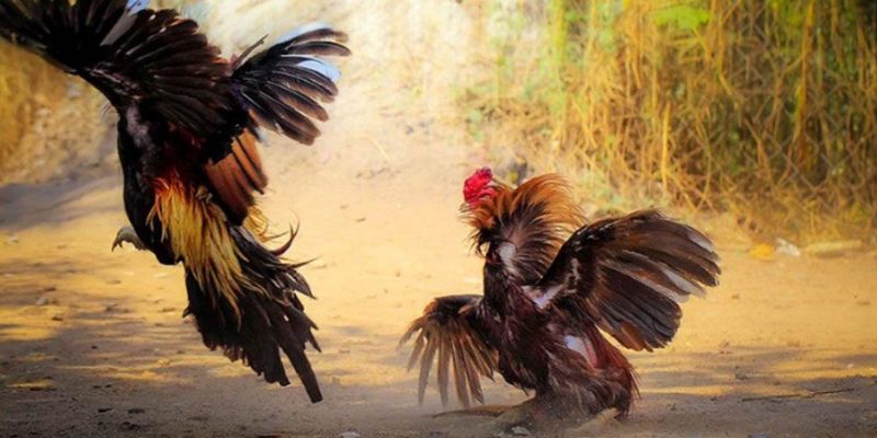 Giới thiệu tổng quan về loại hình đá gà tre Thomo