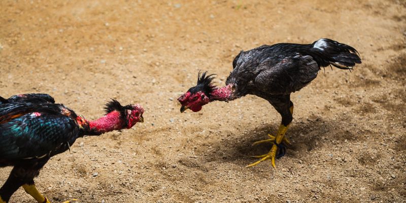 Đá gà thomo Quy định khi tham gia bộ môn siêu thú vị