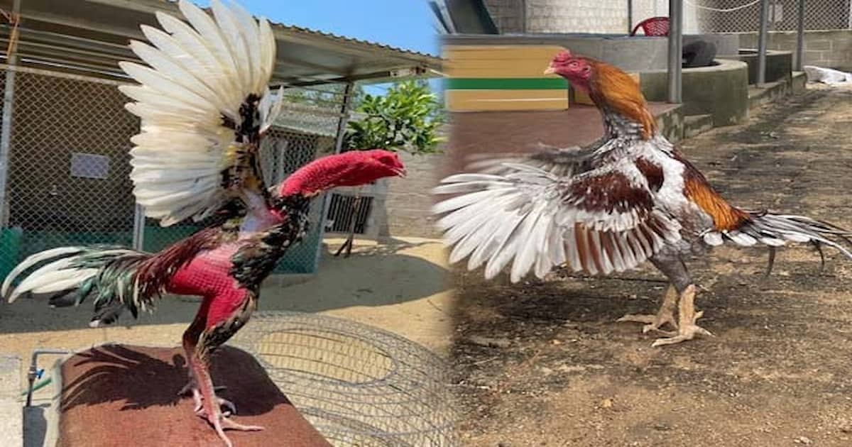 Vén màn bí thuật huấn luyện gà bạch đầu dành cho tân binh