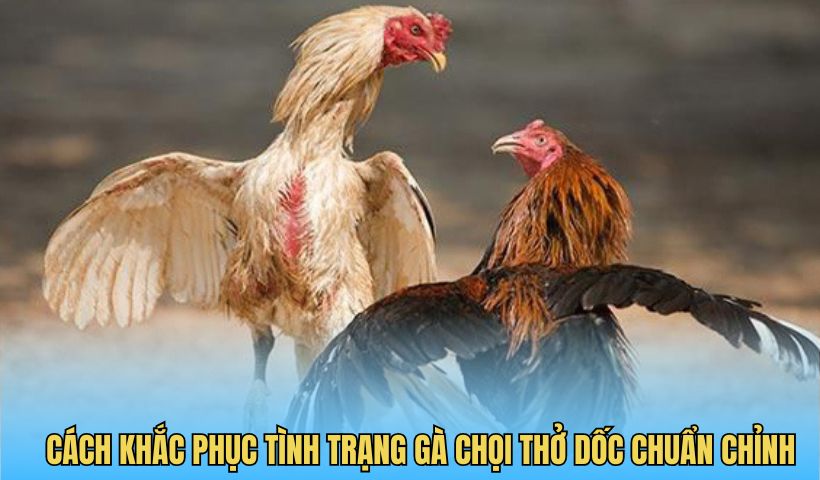 Cách khắc phục tình trạng gà chọi thở dốc chuẩn chỉnh