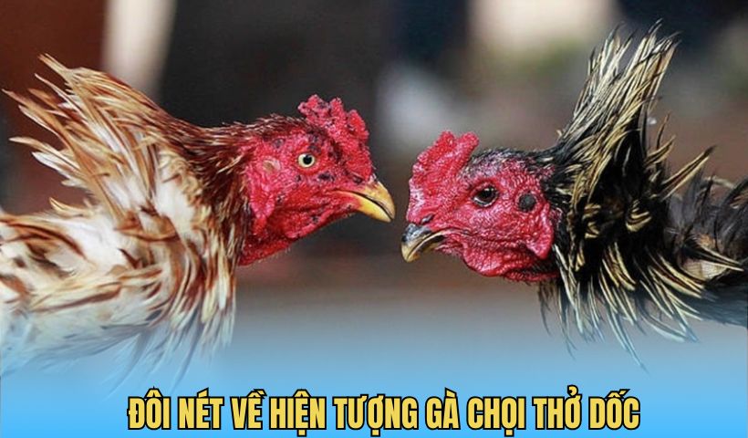 Đôi nét về hiện tượng gà chọi thở dốc