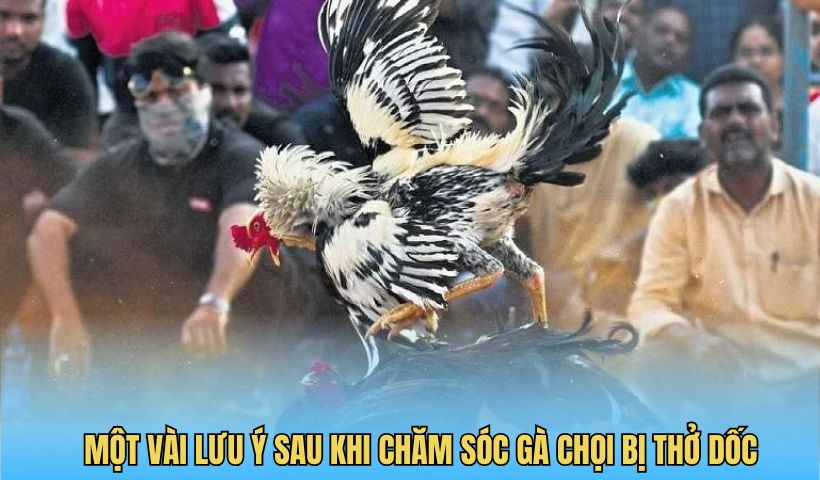 Một vài lưu ý sau khi chăm sóc gà chọi bị thở dốc