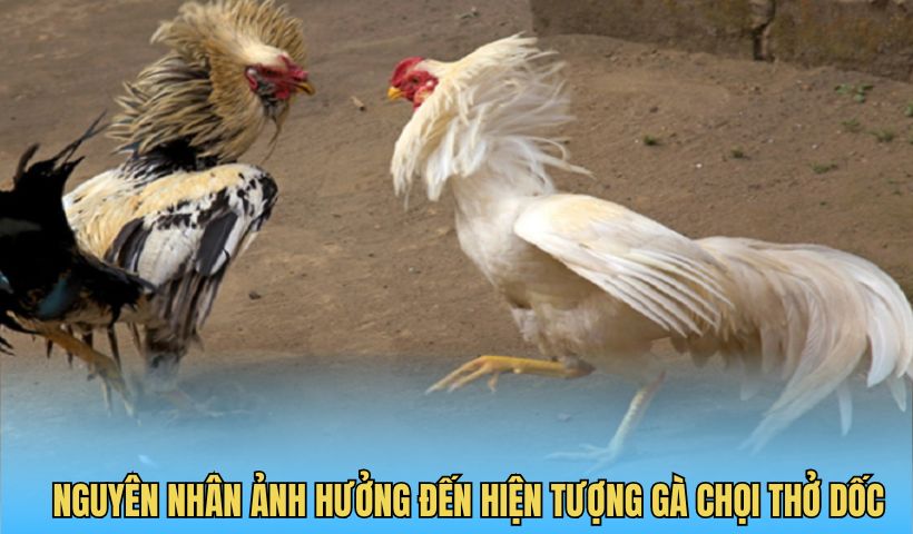 Nguyên nhân và yếu tố ảnh hưởng đến thở dốc của gà chọi