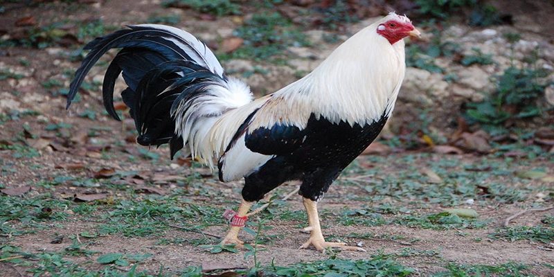Nguồn gốc của giống gà đá Peru