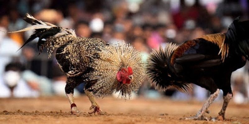 Giới Thiệu Nguồn Gốc Và Tầm Nhìn Phát Triển