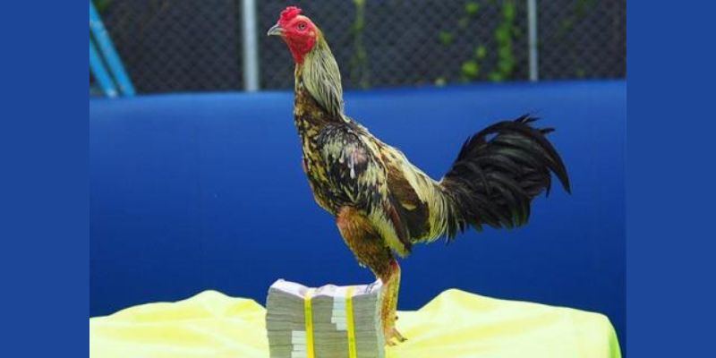 Giới thiệu vài nét đặc trưng về chiến kê xám thần