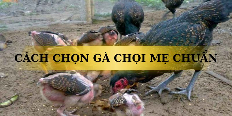 Lý do các sư kê cần chọn gà chọi mẹ chuẩn