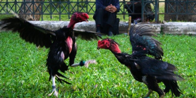 Yếu tố quyết định có thể phát huy được thế độc khí tham chiến