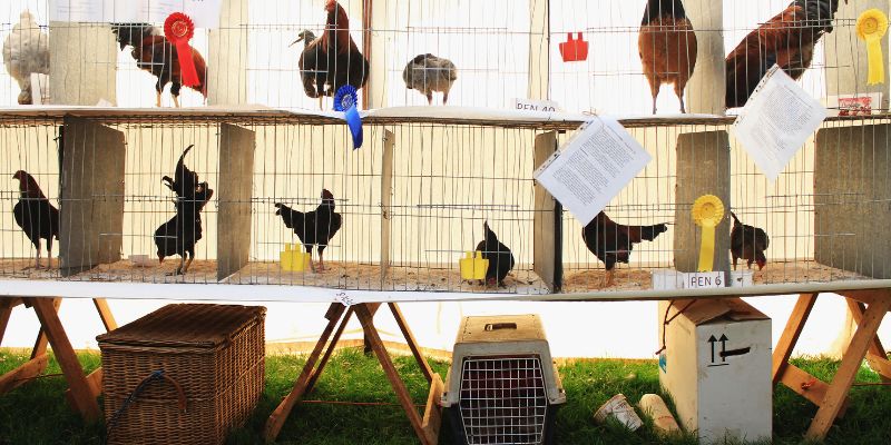 Đa dạng nhiều bộ môn hấp dẫn trong đá gà