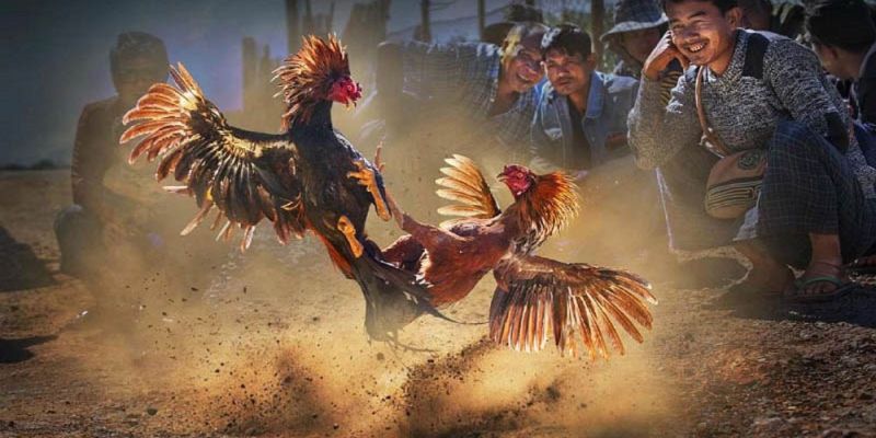 Kỹ thuật huấn luyện gà đá cựa sắt để giành chiến thắng
