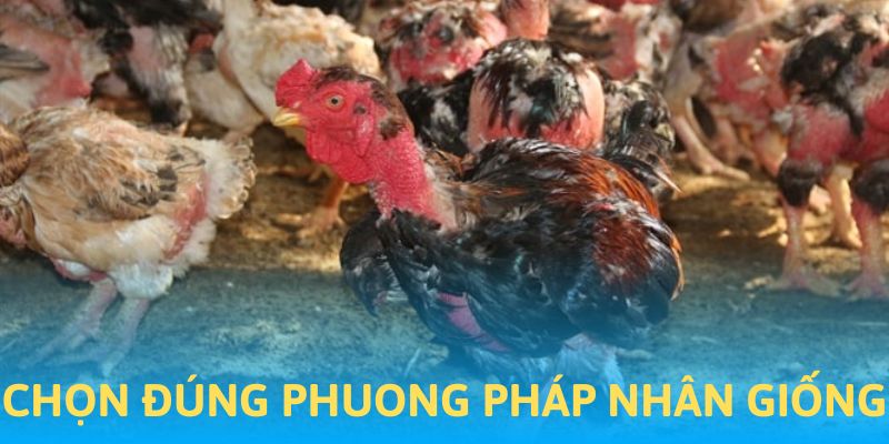 Chọn đúng phương pháp nhân giống kê chọi cựa