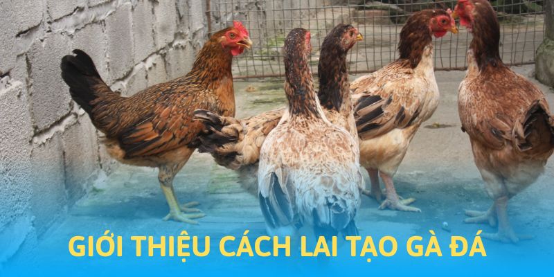 Giới thiệu về hình thức lai tạo gà đá cựa