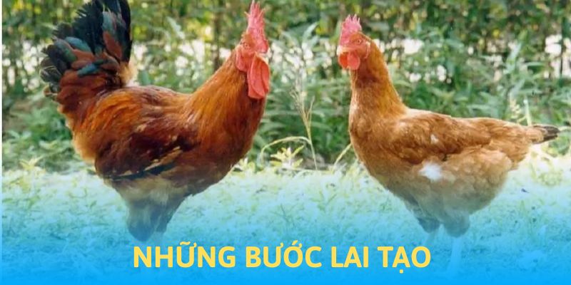 Những bước để lai tạo chiến kê đẳng cấp