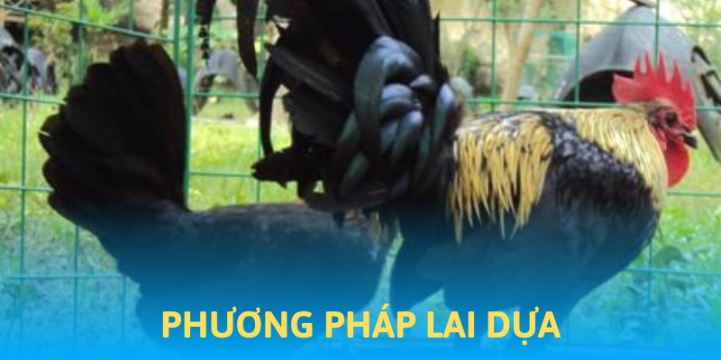 Phương pháp lai kê chọi dựa siêu hiệu quả
