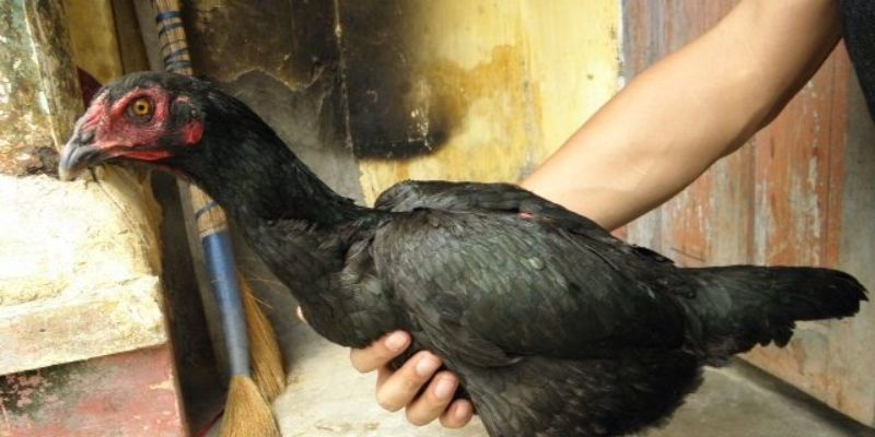 Hướng dẫn thử khả năng sinh sản của gà chọi mẹ